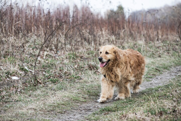 old golden retriever dog autumn portrait