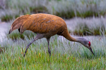 Close up portrait of a sandhill crane (Grus canadensis) in a beautiful arabesque pose, foraging in...