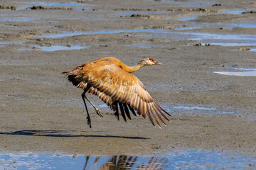 Sandhill crane in beautiful pose with outstretched open wings taking off from beach near Turn Again...