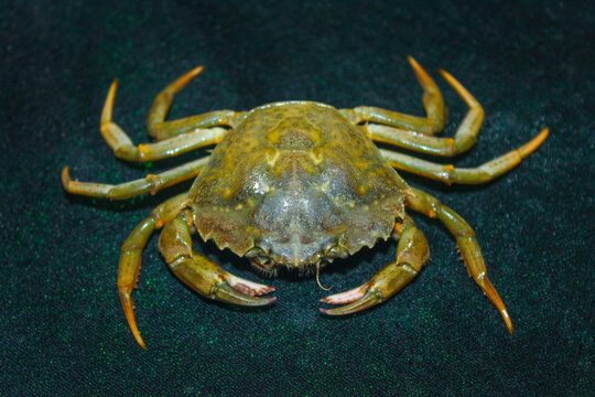 closeup big green crab on  black background