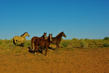 horses in the desert