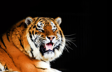 Naklejka premium Great tiger male on black background.