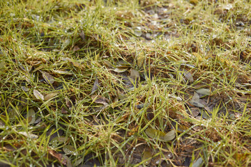 Close-up of spring grass covered with drops of morning dew.