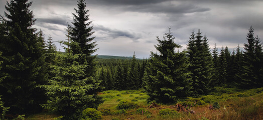 forest in the mountains