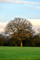 Oak tree in the field in the evening in winter, Coventry, England
