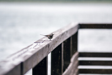 Mały ptaszek z insektem w dziobie chodzący po drewnianej balustradzie