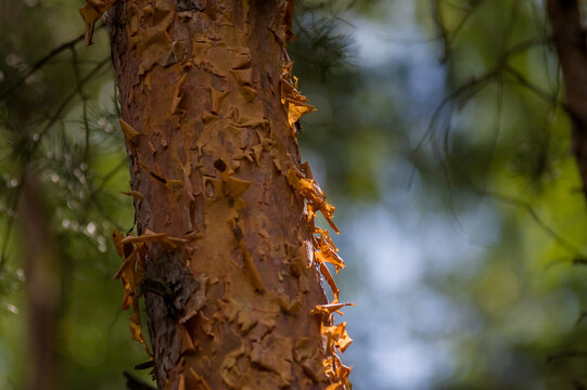 Ujęcie makro kora drzewa iglastego