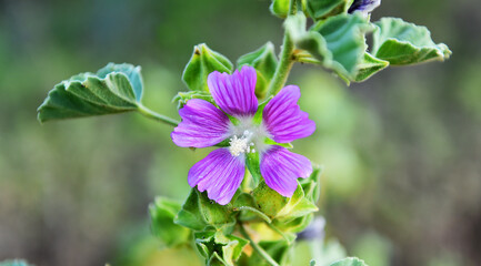 flor de violeta