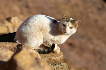 The cat walks along the trail against the backdrop of the mountain of Moses in Egypt