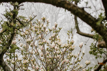 Kompozycja kwiatowa różowo białe kwiaty magnolii we mgle	
 - obrazy, fototapety, plakaty