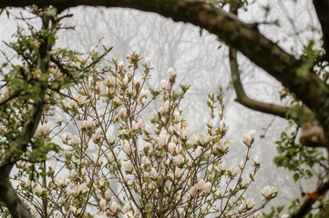 Kompozycja kwiatowa różowo białe kwiaty magnolii we mgle	
