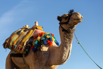 Dromedar camel in the background sands of hot desert, Egypt, Sinai