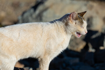 Obraz premium The cat walks along the trail against the backdrop of the mountain of Moses in Egypt