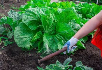 Woman with gardening tool working in her vegetable garden. Backyard garden in summer. Eco friendly...