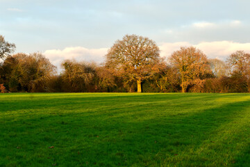 Bare trees in the field at sunset in winter, Coventry, England
