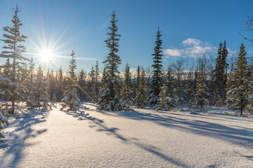 Stunning sunny day in the middle of the wilderness, woods, forest in northern Canada with snow covered trees, blue sky and bright sun. 