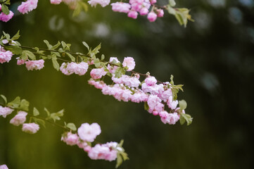 Fototapeta na wymiar Gałązki kwitnącego drzewka owocowego dzika wiśnia 