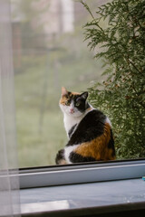 Kot szylkretowy siedzący na parapecie okna