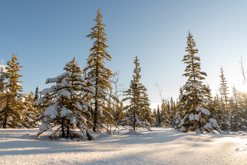 Stunning sunny day in the middle of the wilderness, woods, forest in northern Canada with snow covered trees, blue sky and bright sun. 