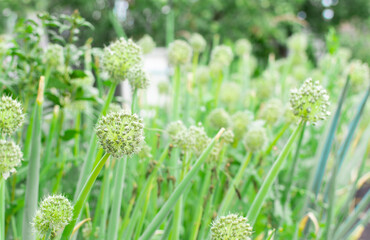 Vegetable garden with onion head blooming in summer and autumn time. Closeup. The concept of healthy eating and eco friendly backyard gardening. Organic nutrition and farm products. Green onion seeds.