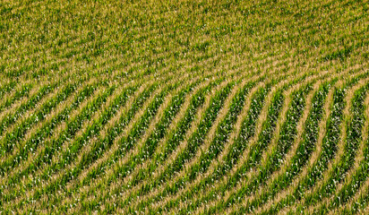 Nebraska corn fields planted in rows