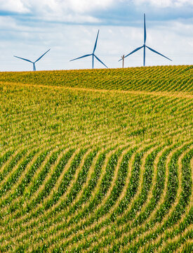 Nebraska Corn Fields With Wind Turbines