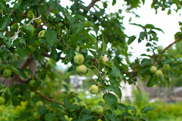 Green apples on the tree.  Branch with fresh apples. The concept of healthy eating.  Organic nutrition and farm products.