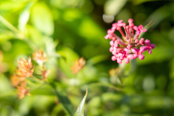 The background image of the colorful flowers