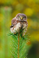 Fluffy owl. Eurasian pygmy owl, Glaucidium passerinum, perched and balacing on top of pine. Bird of prey in colorful autumn forest on background. The smallest owl in Europe. Bird with angry look.