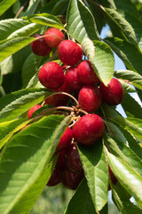 Cluster of bright red cherries on a branch with beautiful green leaves, vertical