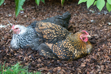 Two beautiful chickens resting in wood chips