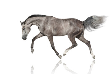 White Horse run trot isolated on white backround