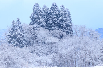 雪景色　冬の朝
