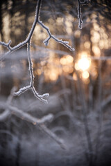 branches covered with ice on winter day on blurry background of sunlight