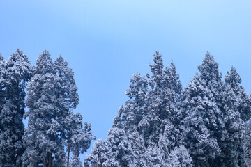 雪景色　冬の朝
