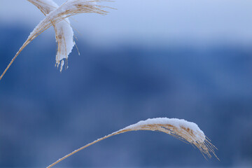 雪景色　冬の朝