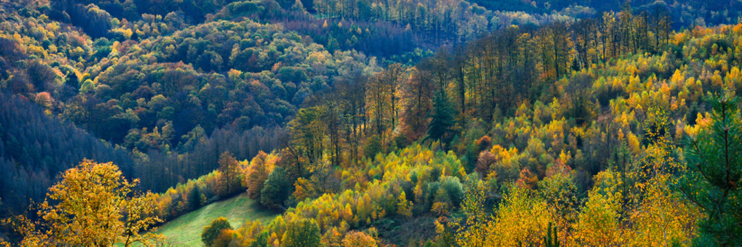 Dark green forest landscape