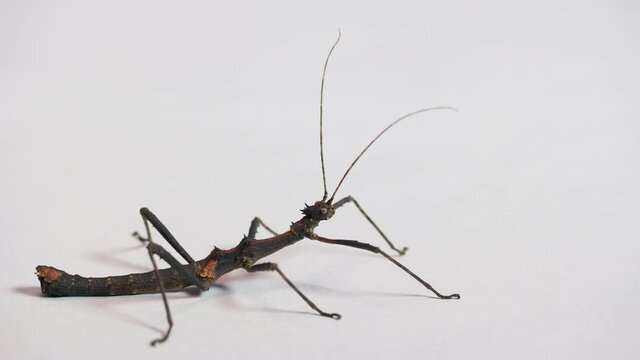 Macro shot of adult male of Sungaya inexpectata, a species of stick insect from the Philippines, Asia. Animal, phasmid on white background. Copy space