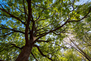 oak trunk with large branches and green leaves bottom up view on a blue sky with sun glare on a...