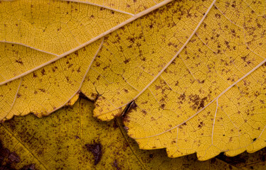 Closeups of autumn leaves from a mulberry tree. Yellow and brown leaves overlap. Very textural. 