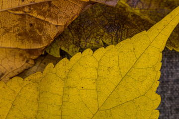 Closeups of autumn leaves from a mulberry tree. Yellow and orange brown leaves overlap. Very textur