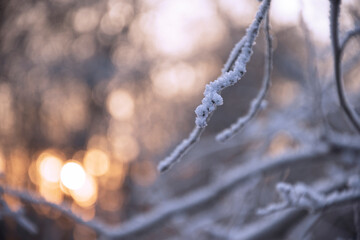 branches covered with ice on winter day on blurry background of sunlight