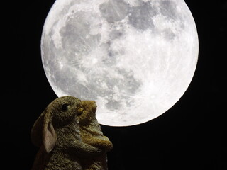 お月見をするウサギ達