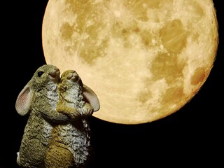 お月見をするウサギ達