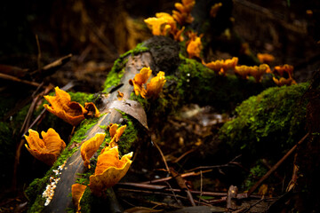 fungi in the forest