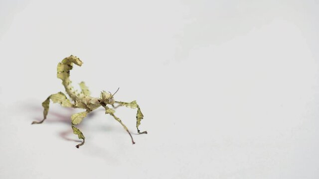 Studio shot of a young Extatosoma tiaratum, commonly known as giant prickly stick insect, Macleay's spectre, or Australian walking stick. Animal, phasmid rocking on white background. Copy space