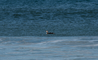 Fototapeta premium Common Loon