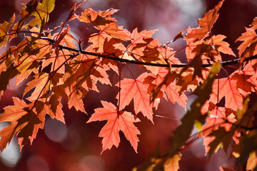 Naklejka na ściany i meble Red Maple Leaf Fall Bokeh Background