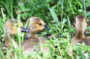 Goslings in the Tall Grass