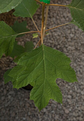 Natural element. Closeup view of Hydrangea quercifolia, also known as oak leaf hydrangea, beautiful big green leaf growing in the urban garden.